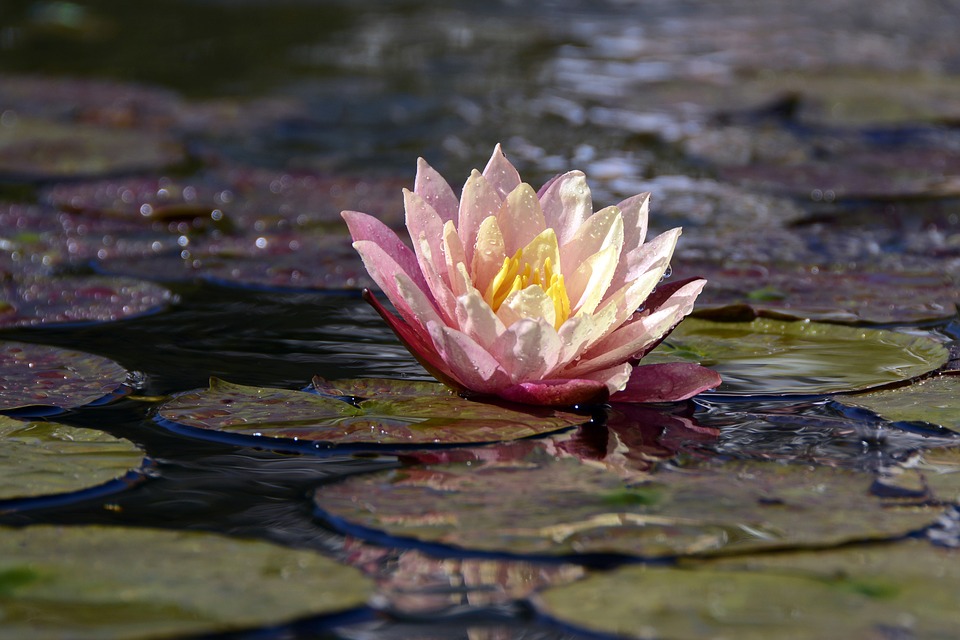 water lily