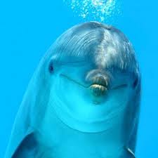 Dolphins are 10th Dimensional beings