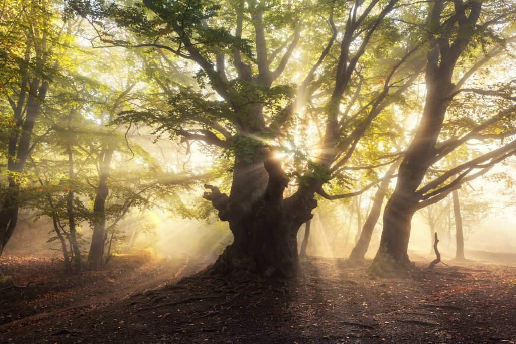 autumn tree