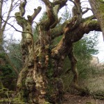 Sweet chestnut