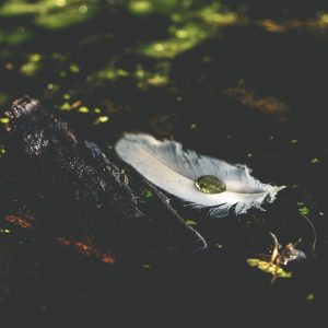 White feather floating down a river.