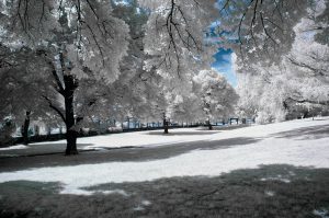 Serene scene of snow covered trees on a still winters day with blue sky