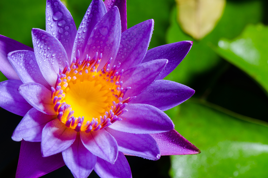 Colorful yellow carpel and water drops on purple lotus flower