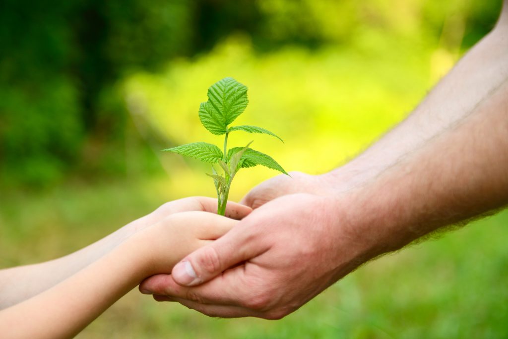 Father's and son's hands holding green growing plant over nature