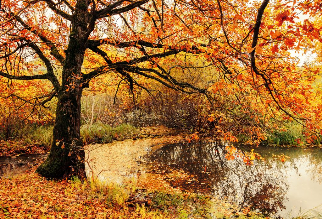 Autumn landscape. Autumn nature view. Autumn cloudy landscape of old autumn oak tree near the pond in cloudy autumn weather - autumn colorful nature. Autumn colored landscape view of autumn forest