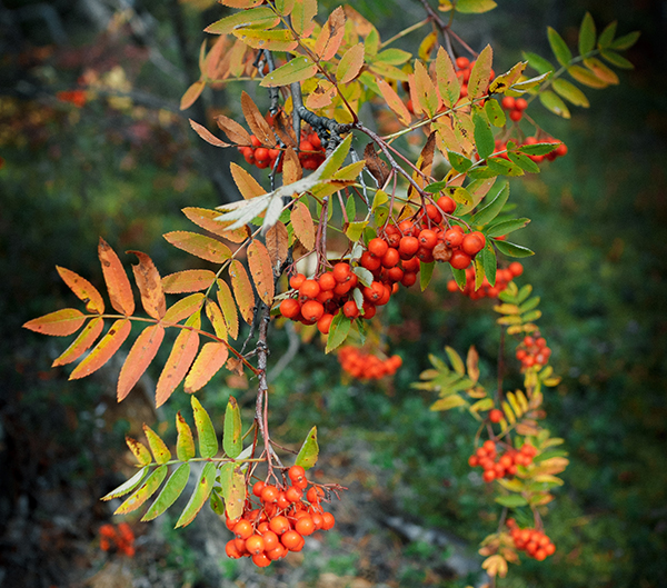 mountain ash branch with berries in the wood, warm