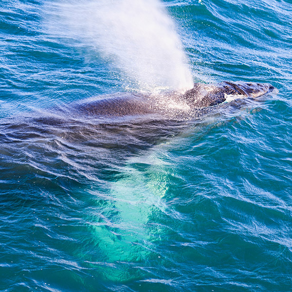 humpback whale