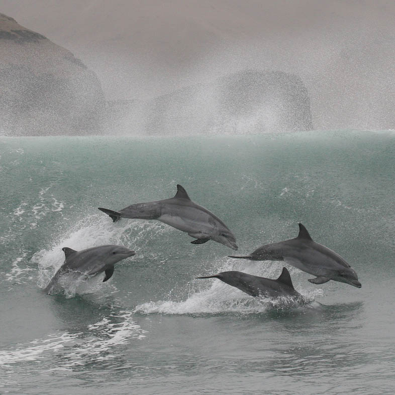 dolphins