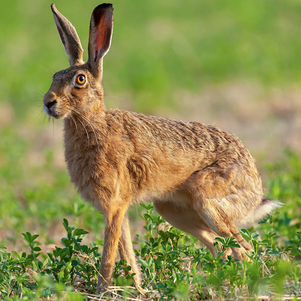 Hare