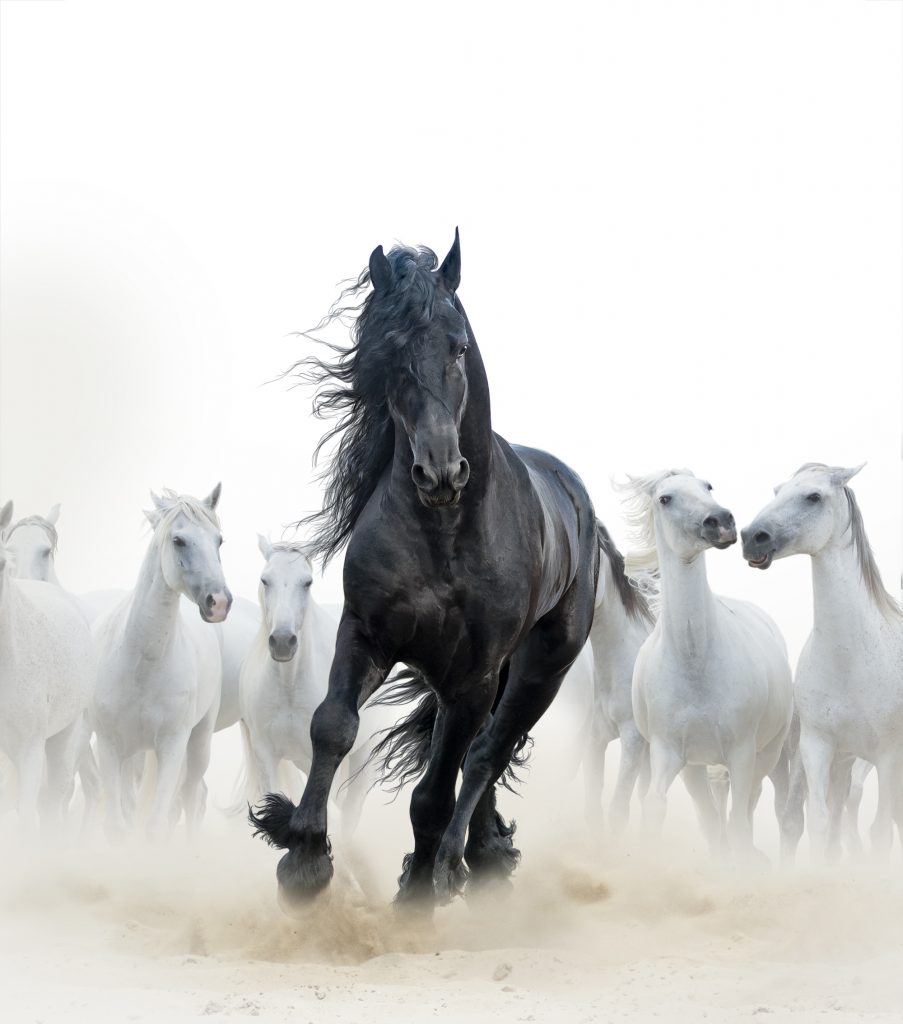 Spirit animal - horse