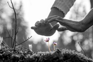 Hands nurturing a small spring flower on a moss covered rock in a 