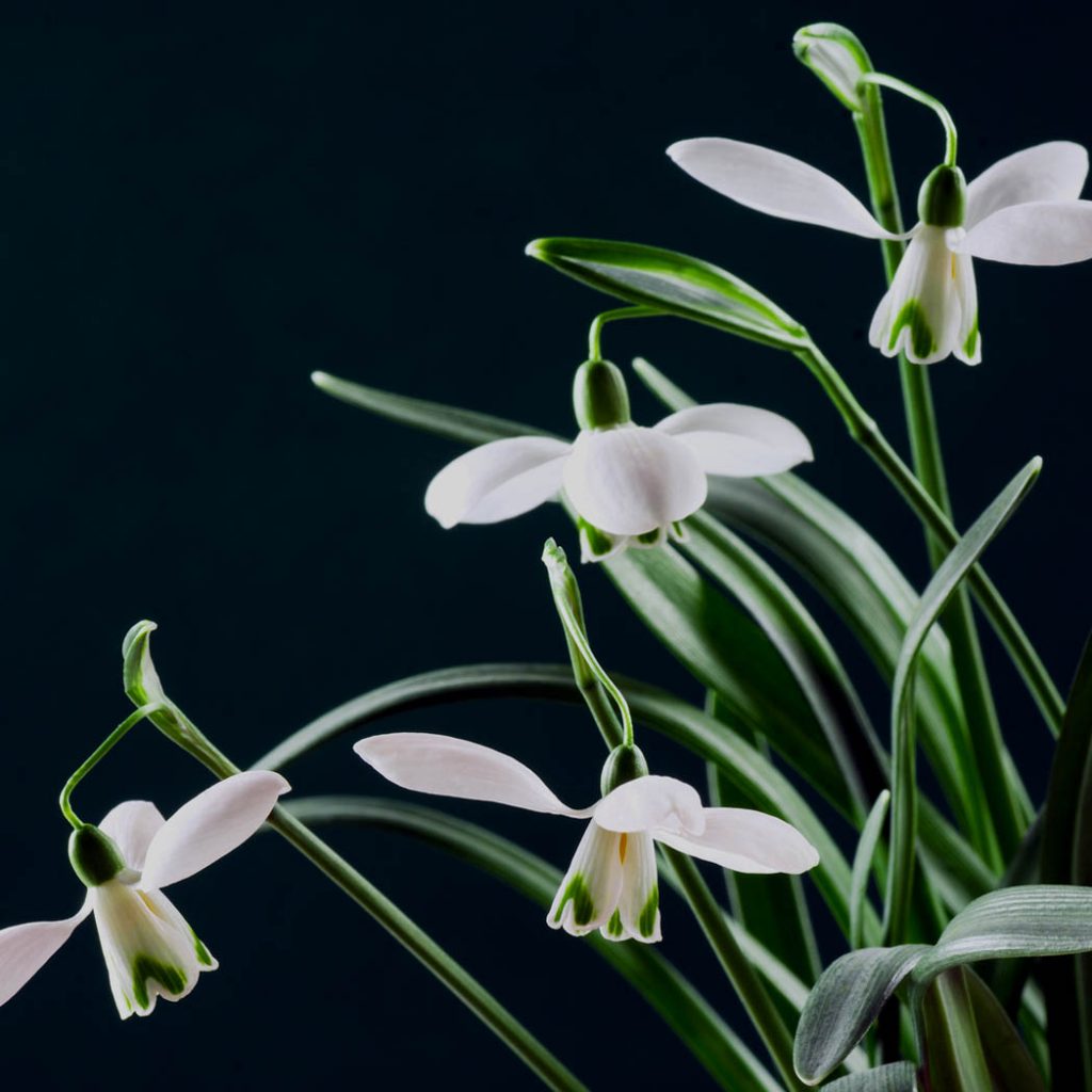 Beautiful snowdrop flower is on dark background.