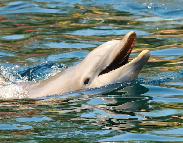 Happy Dolphin