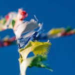 Compassion prayer flag