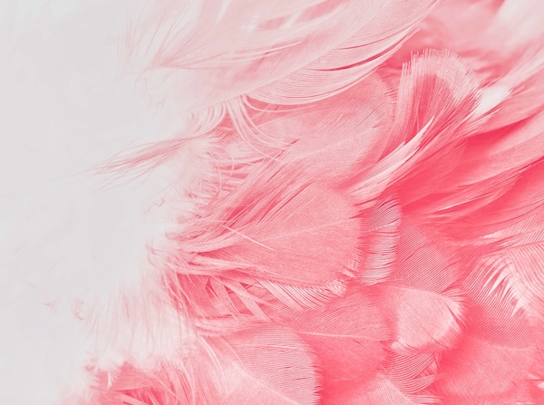 Pink Feathers