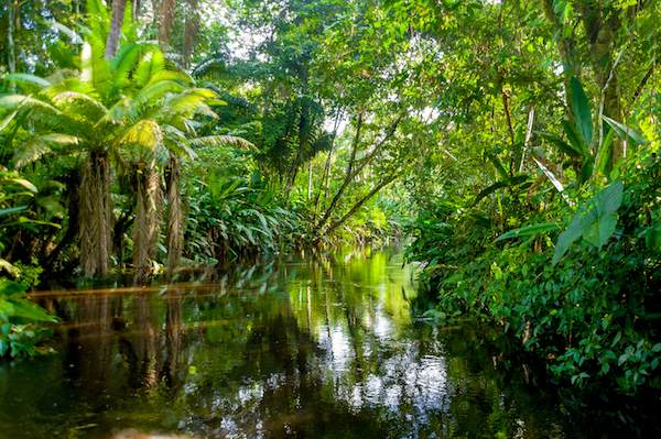 Amazon Jungle