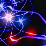 Interconnected neurons with electrical pulses