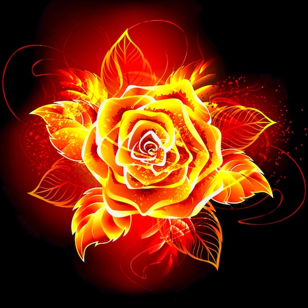 Blooming Rose on Fire And Flame
