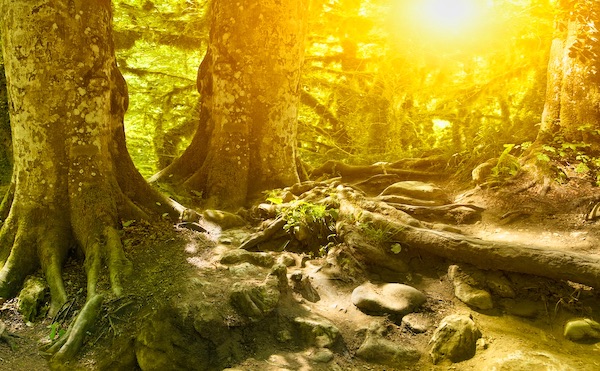 Old forest at sunset in the bright sun