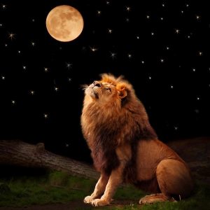 Lion looking up at full Moon