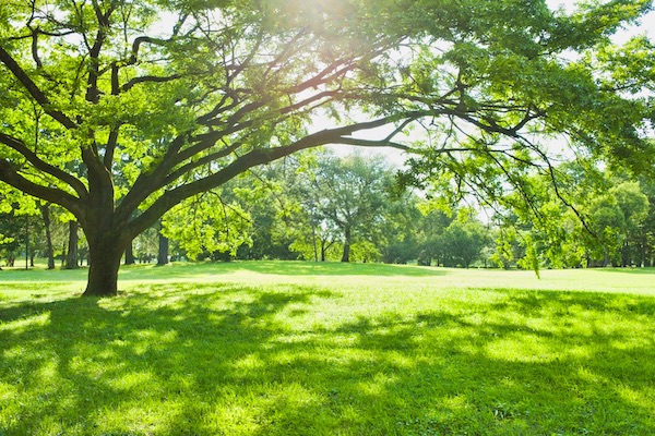 Nature Of Green Leaves