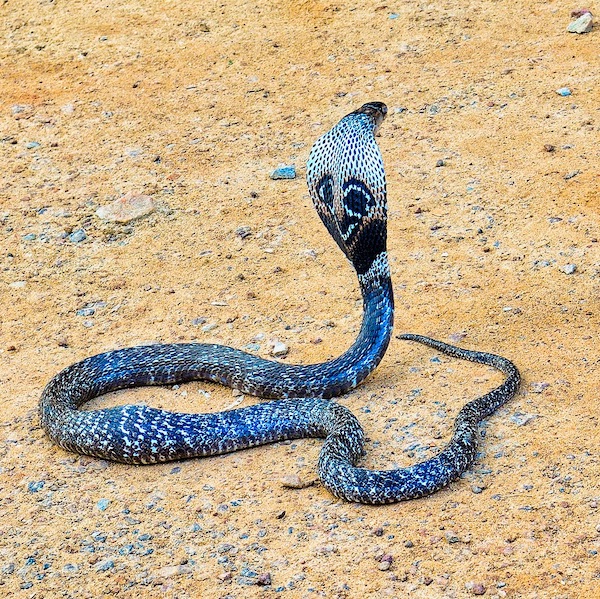 The King Cobra On Sand