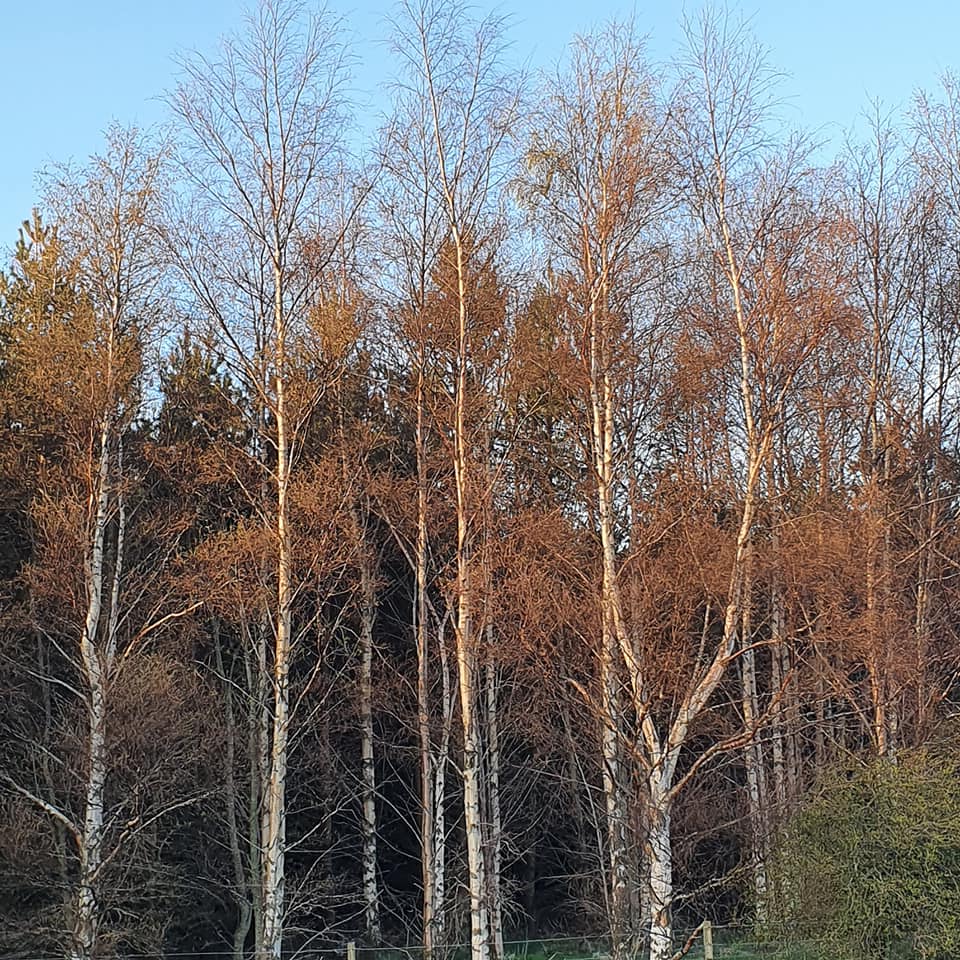 silver birch trees