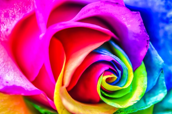 Rainbow Rose Close Up