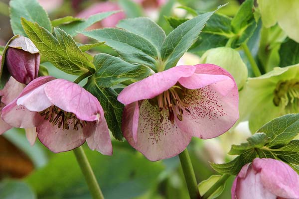 Helleborus niger. 