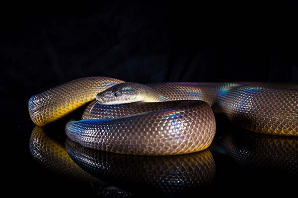 Single Rainbow Serpent Water Python - Liasis fuscus