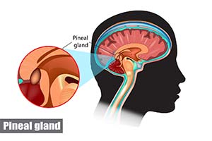 Pineal Gland