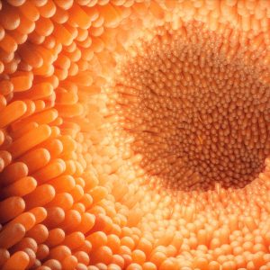 intestinal villi